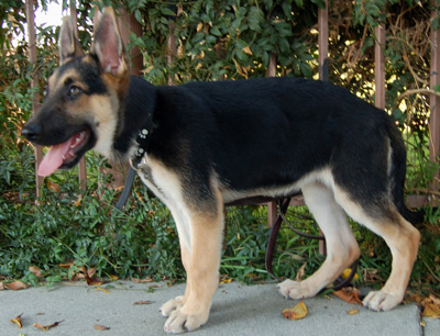 Zoey von Zermatt standing